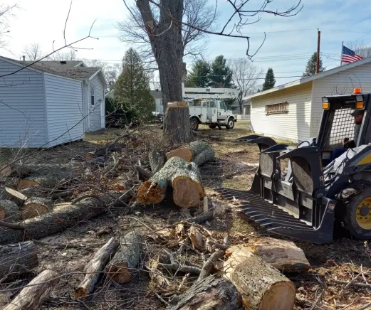 Backyard Full Of Chunks Of Tree Backyard Full Of Chunks Of Tree