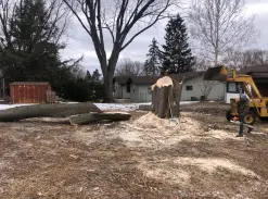 Backyard Tree Removal Backyard Tree Removal
