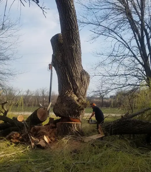 Cutting Down Massive Tree Cutting Down Massive Tree