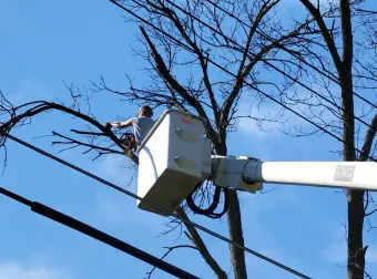 Tree Line Clearing Tree Line Clearing
