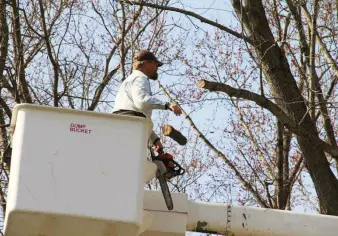 Tree Trimming Man Working