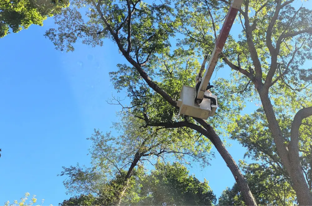 Tree Trimming With Machine 16